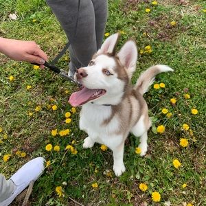 Meet your Posher, Lili